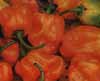 v_pepperhabanero.jpg